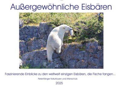 Eisbaeren