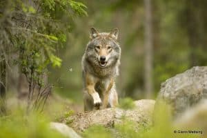 Wolf in Schweden