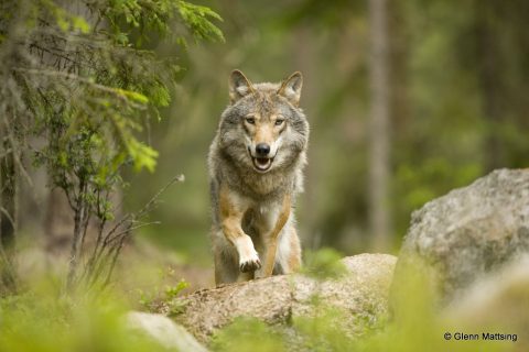 Naturreisen und Artenschutz ! Wild. Frei. Natürlich