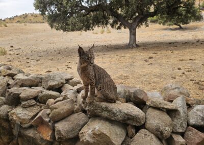 Luchsversteck Andalusien JuanCarlos perlenfaenger 1