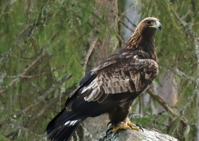 Schweden Steinadler Sara perlenfaenger 2