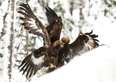 Schweden Steinadler Sara perlenfaenger 3