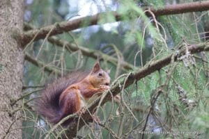 perlenfaenger.com schweden naturreise 122