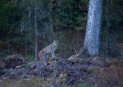 perlenfaenger estland wolf baer luchs bert 10