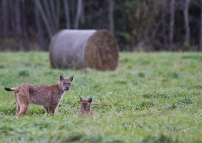 perlenfaenger estland wolf baer luchs bert 13