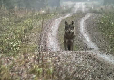 perlenfaenger estland wolf baer luchs bert 16