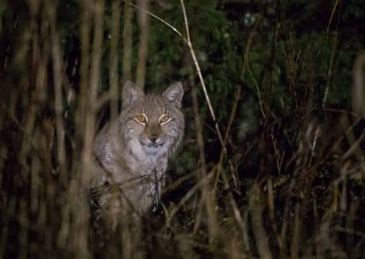 perlenfaenger estland wolf baer luchs bert 18