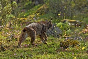 perlenfaenger luchse andalusien lynx spanien 14