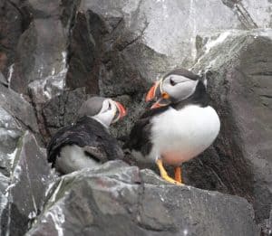 perlenfaenger schottland Puffins Dan Brown